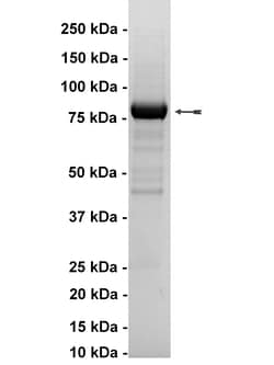 Eurofins DiscoverX Rsk1/MAPKAP Kinase 1a Human Protein, Active 10 &mu;g | Buy Online | Eurofins DiscoverX | Fisher Scientific